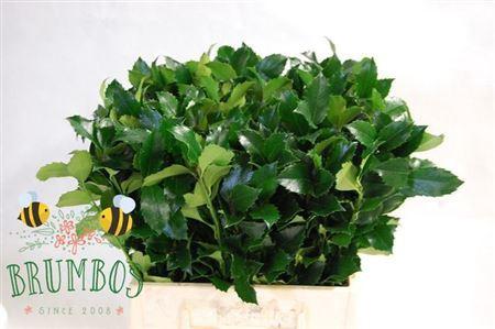 Ilex x meserveae Blue Fantasy