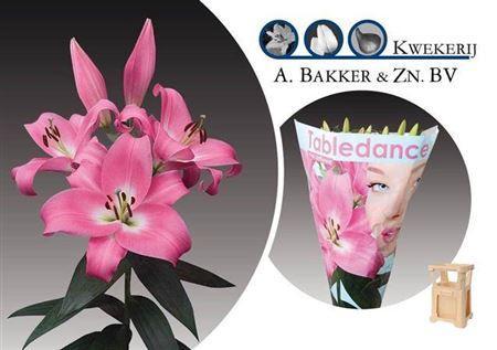 Lilium Oriental x Trumpet Grp 'Tabledance'