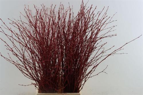 Betula kleurbehandeld H%