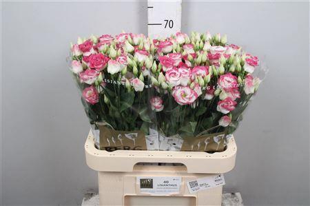Eustoma russellianum gevuldbloemig 'Rosita Hot Lips'