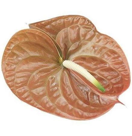 Anthurium Andreanum Grp Terra