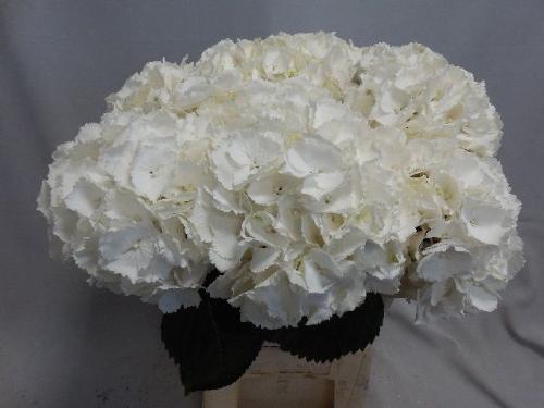 Hydrangea macrophylla 'Schneeball'