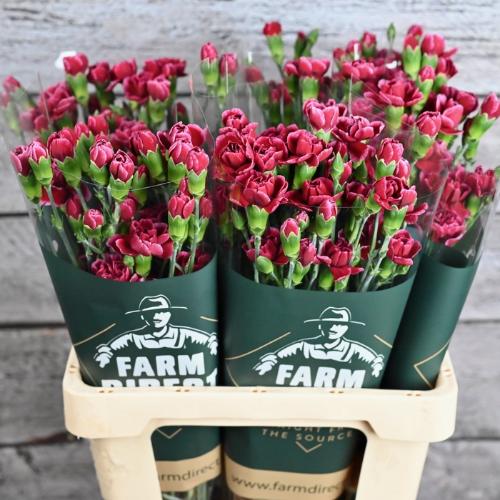 Dianthus tros 'Berry'