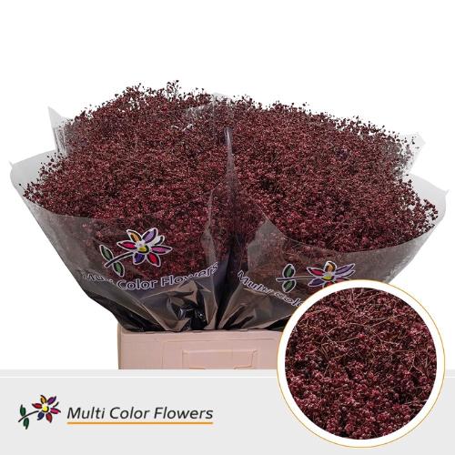Gypsophila overig kleurbehandeld H%