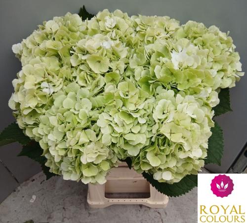 Hydrangea macrophylla Noordpool (classic)