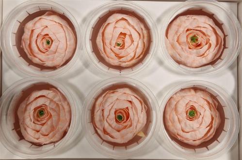 Rosa grootbloemig kleurbehandeld H%