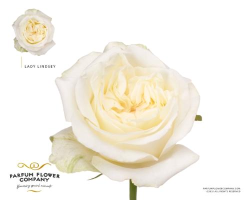 Rosa grootbloemig Lady Lindsey+