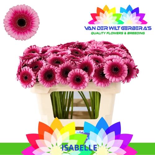 Gerbera mini Isabelle