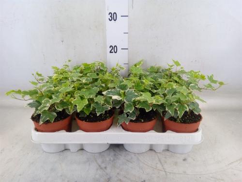 Hedera helix 'Eva'