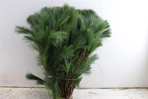 Pinus strobus