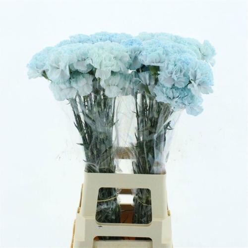 Dianthus standaard kleurbehandeld H%