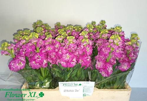 Matthiola incana Stox Deep Rose