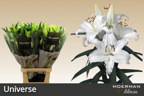 Lilium Oriental Grp 'Universe'