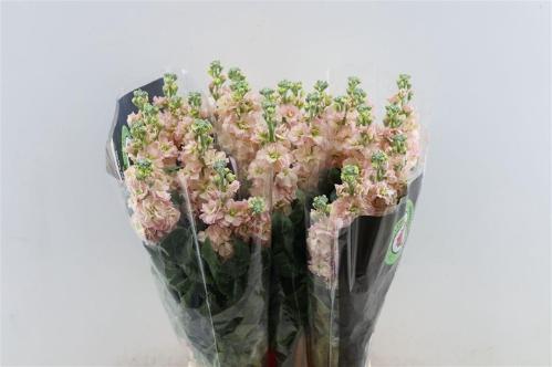 Matthiola incana overig