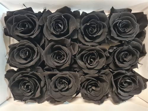 Rosa grootbloemig kleurbehandeld H%
