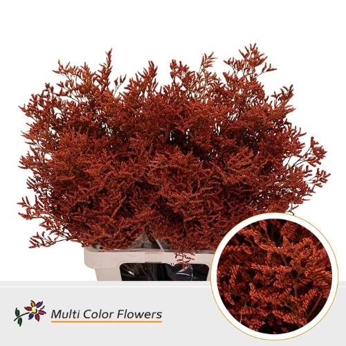Limonium overig kleurbehandeld H%