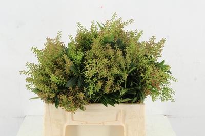 Pieris japonica per bos 'Cupido'