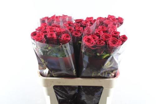 Rosa grootbloemig Red Naomi!