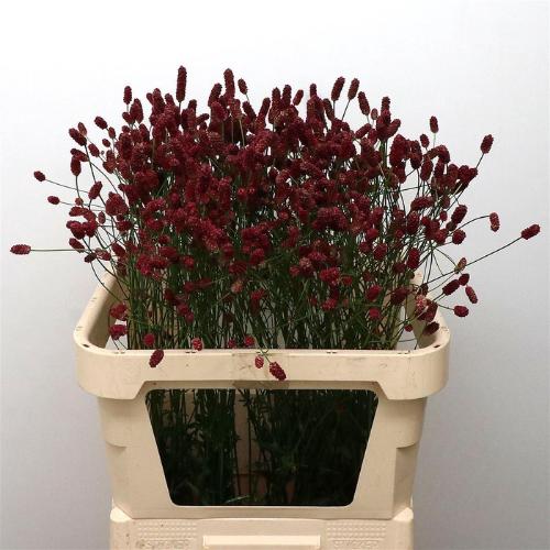 Sanguisorba officinalis 'Red Dream'