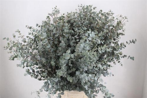 Eucalyptus per bos gunnii