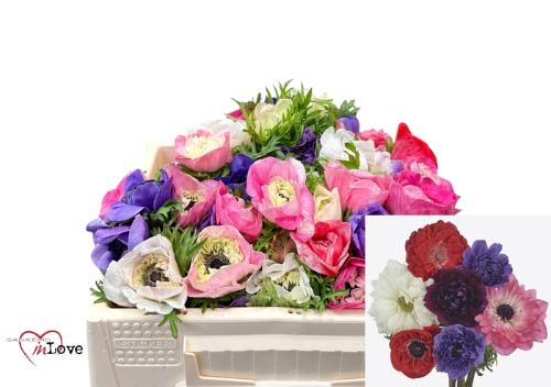 Anemone coronaria Carillon gemengd