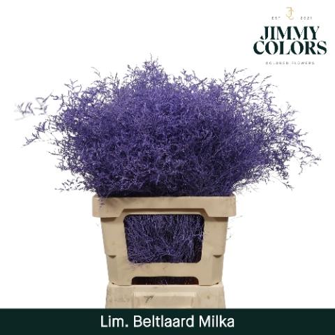 Limonium overig kleurbehandeld H%