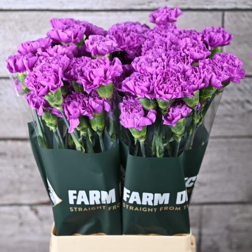 Dianthus standaard Florigene Moonlite