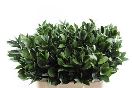 Ruscus hypophyllum (groot blad)