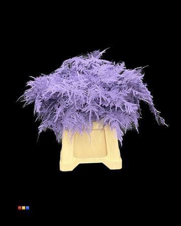 Asparagus overig kleurbehandeld H%