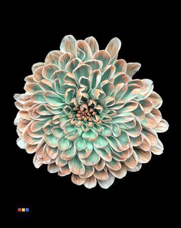 Chrysanthemum Indicum Grp tros kas kleurbehandeld H%