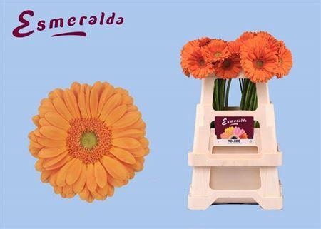 Gerbera grootbloemig 'Toledo'