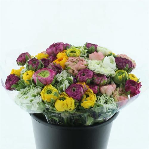 Ranunculus overig