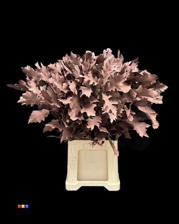 quercus overig kleurbehandeld H%