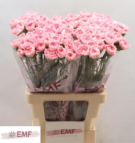 Dianthus standaard Julia