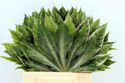 Fatsia japonica 'Variegata' (decor)