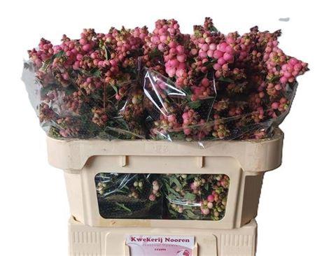 Symphoricarpos (Pink Berry Grp) Magical Ruby Falls