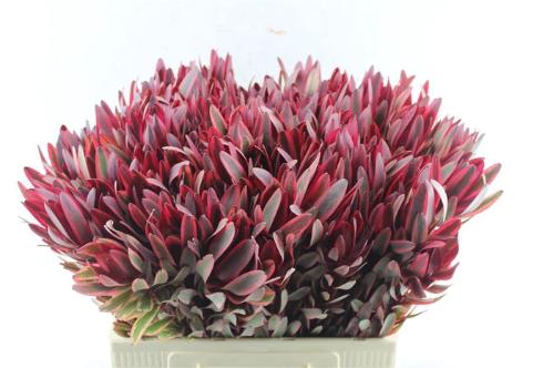 Leucadendron 'Jester'