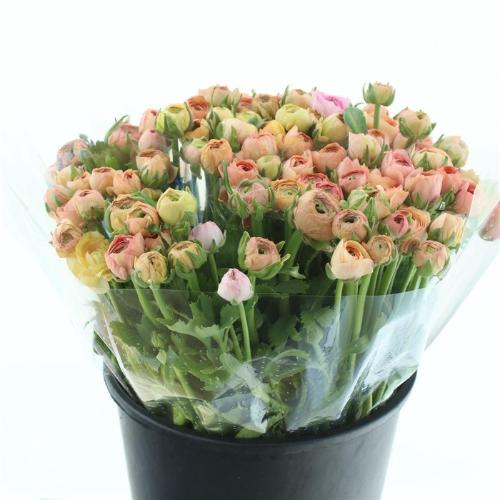 Ranunculus asiaticus 'Elegance Salmon'