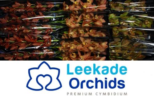 Cymbidium mini per tak gemengd 2 kleuren