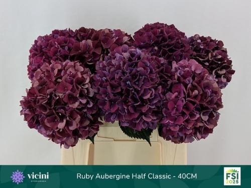 Hydrangea macrophylla Magical Rubyred (classic paars)