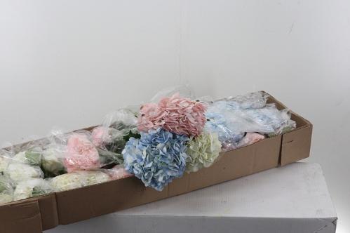 Hydrangea gemengd