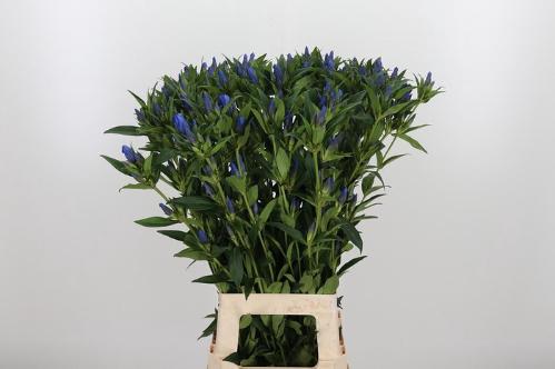 Gentiana 'Kagayaki'