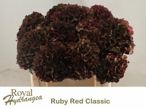 Hydrangea macrophylla Magical Rubyred (classic)