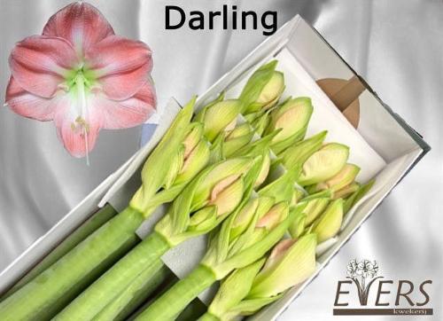 Hippeastrum Diamond Grp 'Darling'