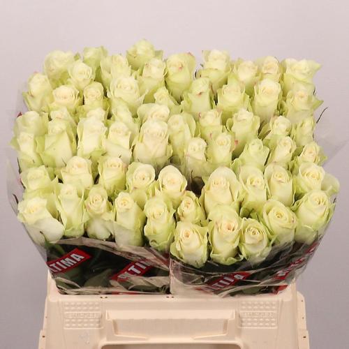 Rosa grootbloemig Athena