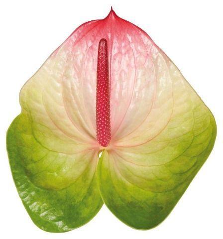 Anthurium Andreanum Grp Zafira