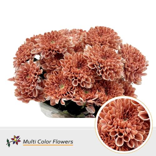 Chrysanthemum Indicum Grp tros kas kleurbehandeld H%