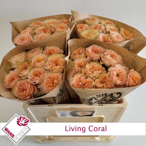 Rosa grootbloemig Living Coral