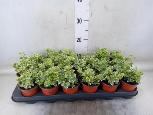 Hedera helix 'Wonder'