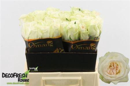 Rosa grootbloemig White O'Hara